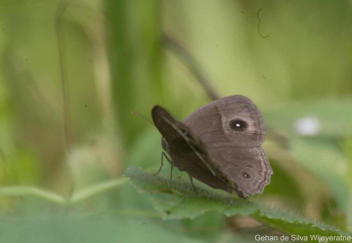 Mycalesis mineus Linnaeus, 1758